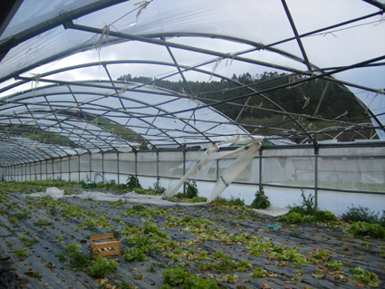 O SLG pide medidas para paliar os graves danos dos temporais de Nadal nas explotacións