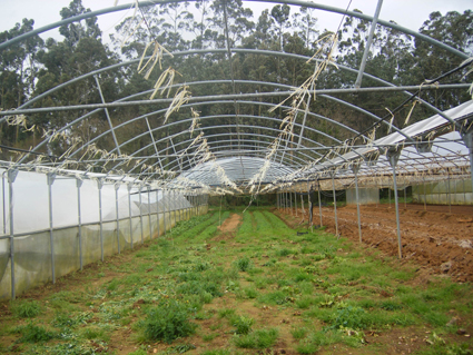 O SLG insta á Consellaría de Medio Rural a tratar a situación crítica pola que atravesan os sectores de horta, froita e flor