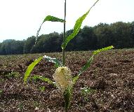 Irregularidades na experimentación a ceo aberto con transxénicos na Galiza