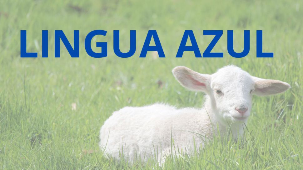 O SLG reitera acordar unha xuntanza urxente coa CMR ante a problemática da lingua azul