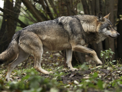 Ataques de lobos ao pé das casas causan graves prexuízos ás explotacións gandeiras do Macizo Ourensán
