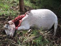 A Consellaría de Medio Rural volve deixar na estacada ás explotacións afectadas polos danos da fauna salvaxe