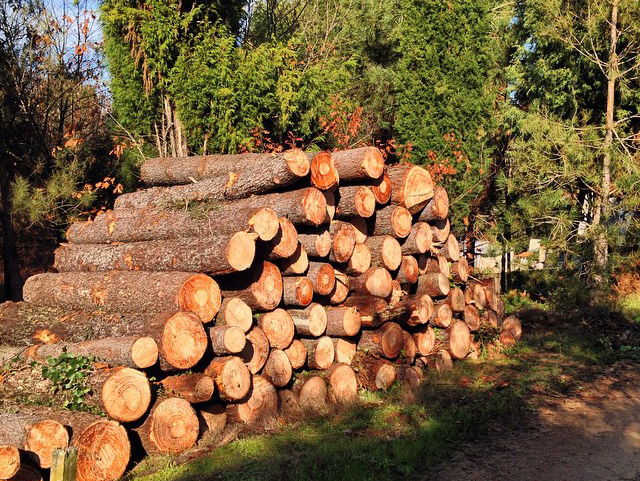 O SLG e Amigos da Terra reclamamos a obriga dunha resolución expresa da administración para poder facer cortas de madeira en espazos de protección