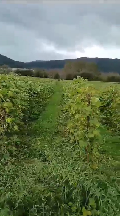 As axudas á produción de faba anunciadas pola Consellería de Medio Rural deixan fora á maior parte das produtoras e produtores