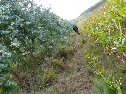 O SLG denuncia a pasividade da Xunta á hora de impedir a invasión de terras agrarias por plantacións forestais