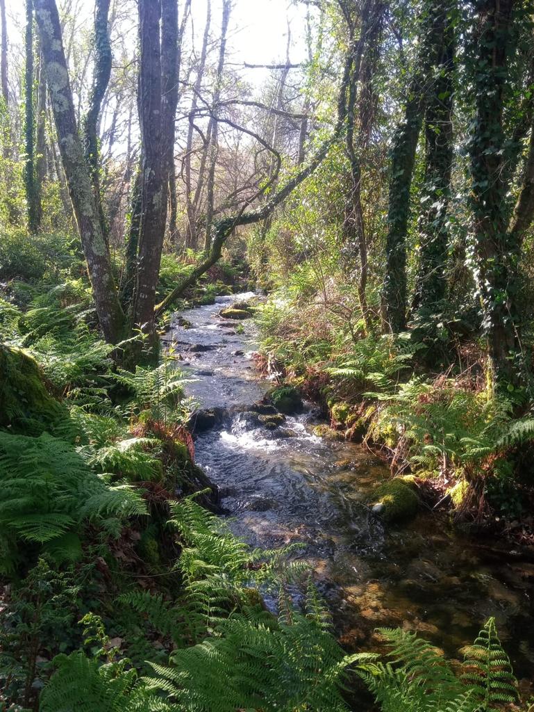 Esiximos retirar a proposta de Decreto da Xunta de Galicia que restaría gobernanza ás propietarias dos montes