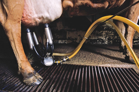 Posición da Coordenadora Europea da Vía Campesina diante da proposta de reforma do sector leiteiro da Comisión Europea