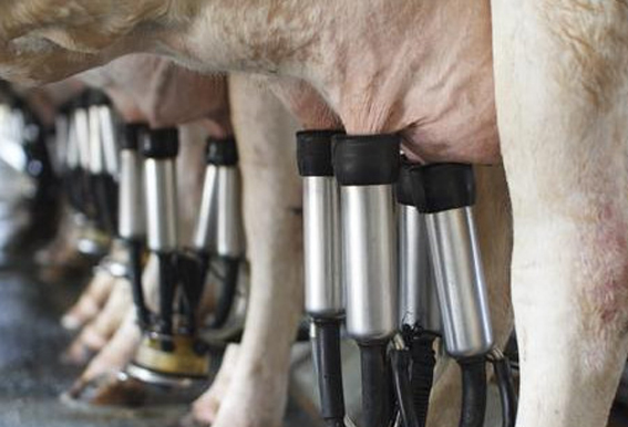 A ECVC defende o control público e obrigatorio da produción láctea no Consello de Agricultura do 18 de xullo