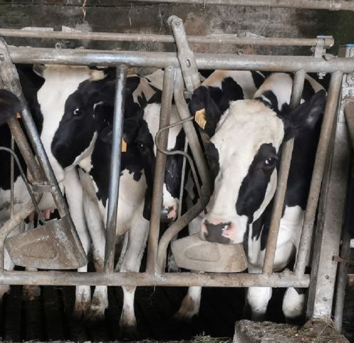 Alegamos ao Decreto do Observatorio do Sector Lácteo presentado pola Consellaría do Medio Rural