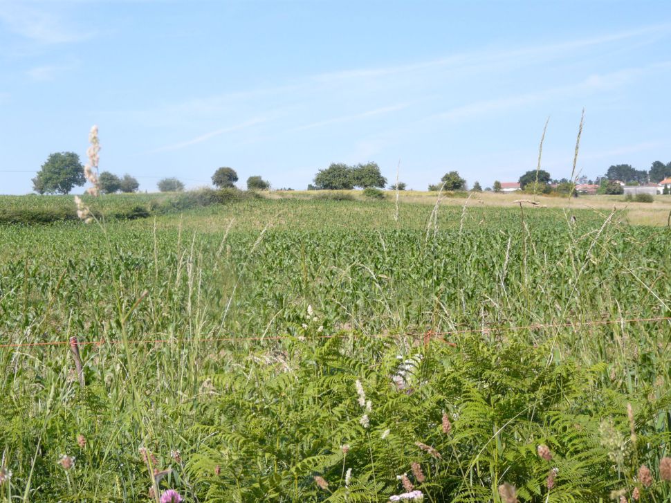 Esiximos solucións ante a inxustificábel falta de correspondencia entre as previsións das axudas do Ministerio e a súa contía final