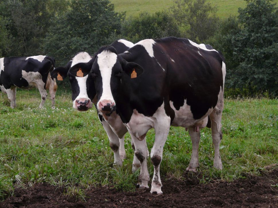 Demandamos a intervención urxente da Consellaría do Medio Rural no proceso de renovación de contratos do leite