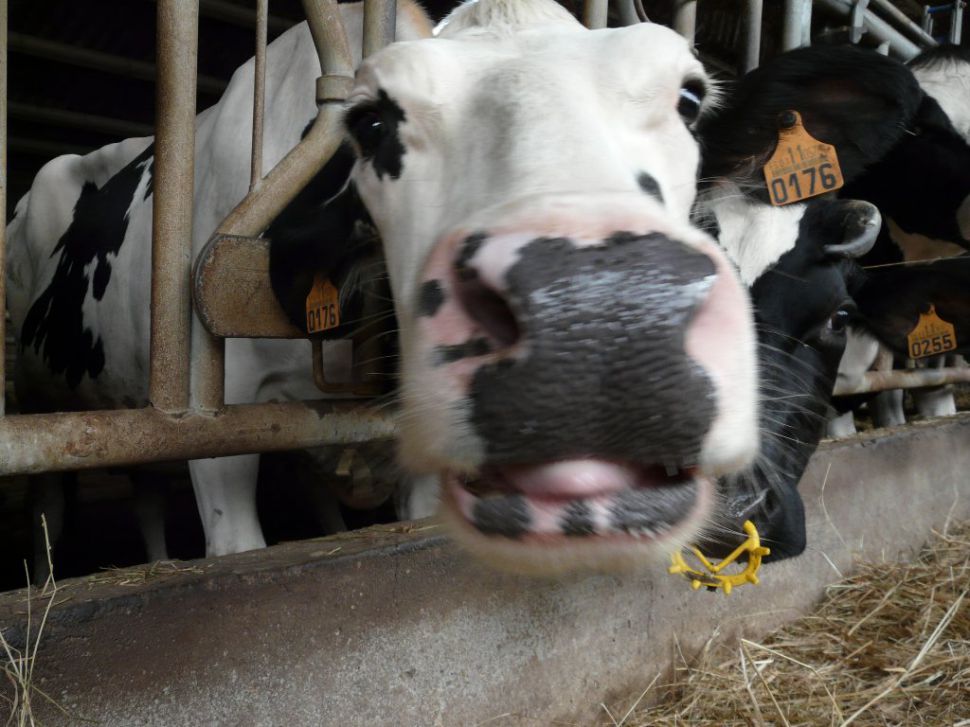 Dubidosos  criterios de  saneamento animal tamén en Abadín
