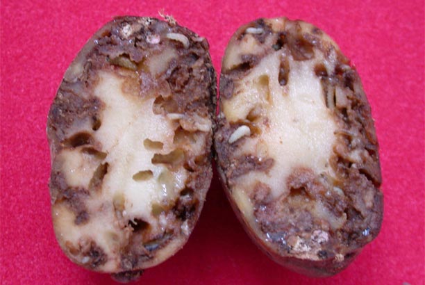 O Sindicato Labrego Galego levará a crise da couza guatemalteca ao Consello Agrario Galego do 14 de febreiro