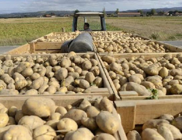 O SLG pide axudas para compensar perdas na pataca tras fracasar a comercialización a través de Mercaproximidade