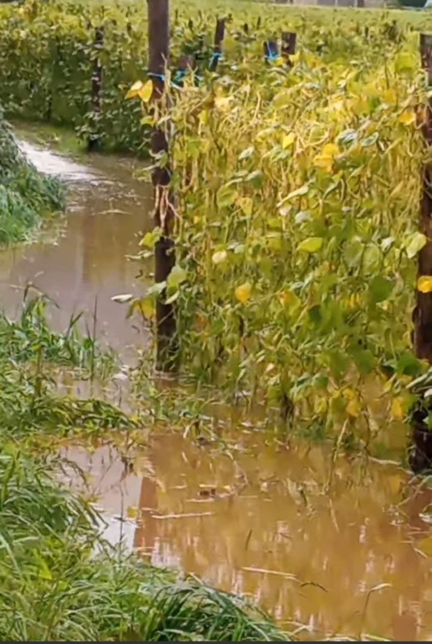 As perdas das granxas galegas por mor dos estragos da borrasca Kirk nos cultivos forraxeiros xa alcanzan os 69M de euros