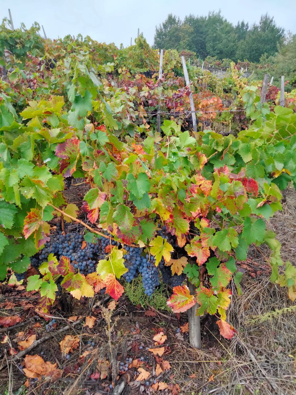 Moita uva sen vendimar, vendas por baixo de custos e incumprimento da Lei da Cadea Alimentaria