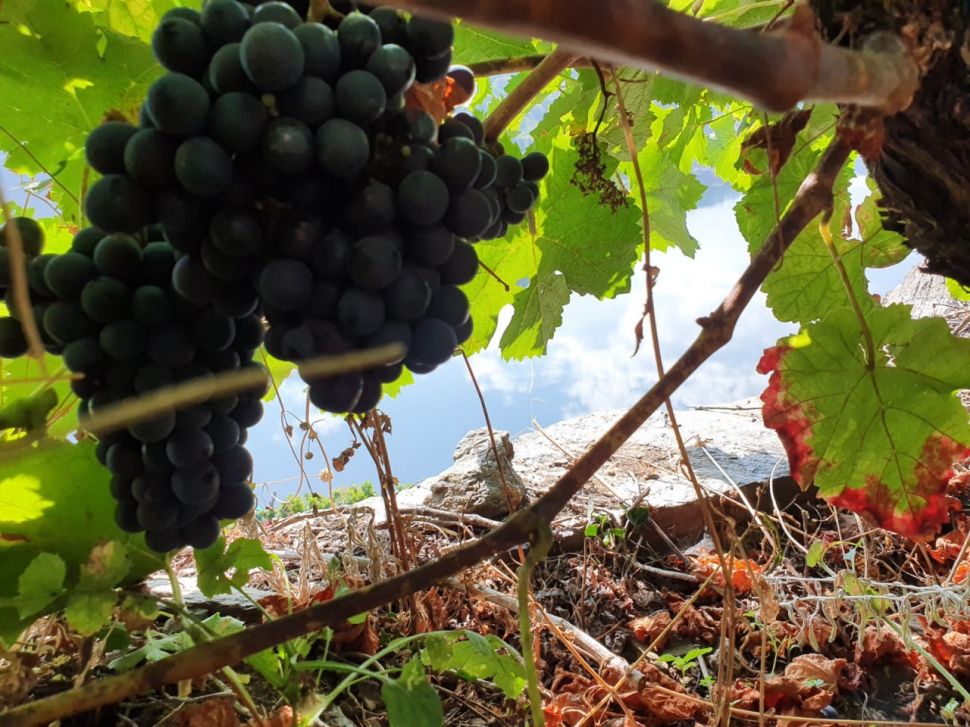 Solicitamos á Xunta que faga pública a información sobre a solicitude de colleita en verde para a Ribeira Sacra