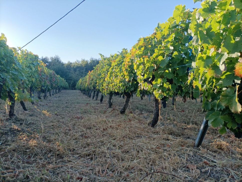 Onde están as axudas e garantías para as viticultoras e viticultores da Ribeira Sacra?