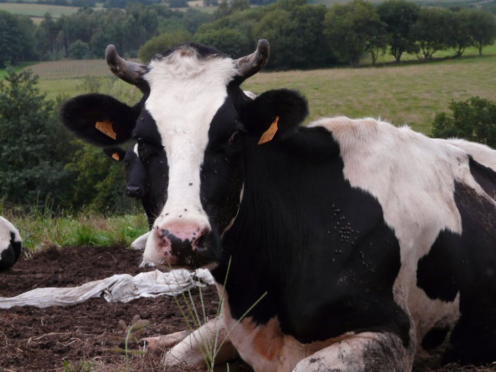 Folga europea do leite:  Avaliación na Galiza.