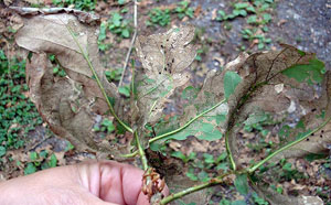Xuntanza co Subdirector Xeral de Recursos Forestais para abordar a problemática da pulguiña do carballo