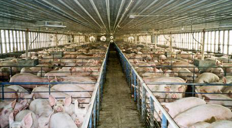 Novo virus AH1N1: a consecuencia dunha produción gandeira  absolutamente irracional e insostíbel que rebenta por todas partes