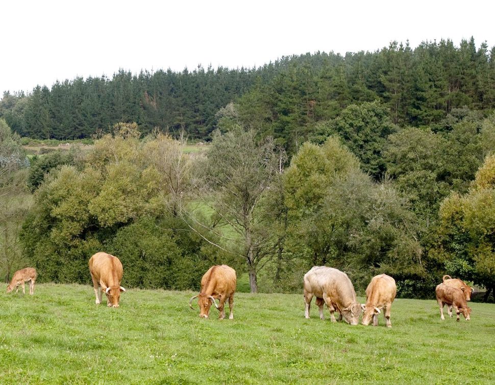 O SLG pide a retirada da campaña #MenosCarneMásVida do Ministerio de Consumo por enganosa e falaz