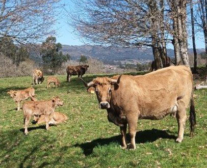 O SLG NON asina o protocolo IXP TG da CMR e denuncia que é unha posta en escena para desmobilizar ao sector