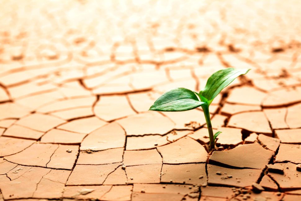 “Resiliencia fronte a cambio climático”, por Belén Fervenza, responsábel do Sector de Horta, Froita e Flor do SLG