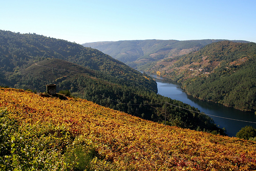 O Sindicato Labrego reclama que se deteña o proceso de regularización de viñas na Ribeira Sacra
