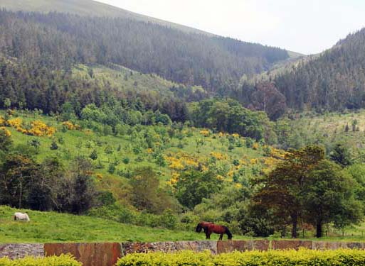 Unha plataforma de organizacións e colectivos pedimos a retirada da proposta de revisión do Plan Forestal de Galicia