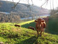 As explotacións lácteas da Mariña poden ficar excluídas das novas liñas de axuda da PAC.