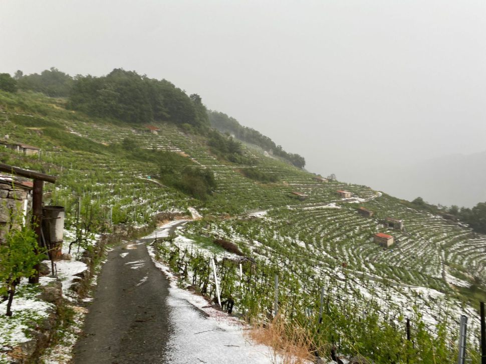 O SLG reclama inventario urxente dos danos causados pola sarabia na Ribeira Sacra e axudas para paliar as perdas