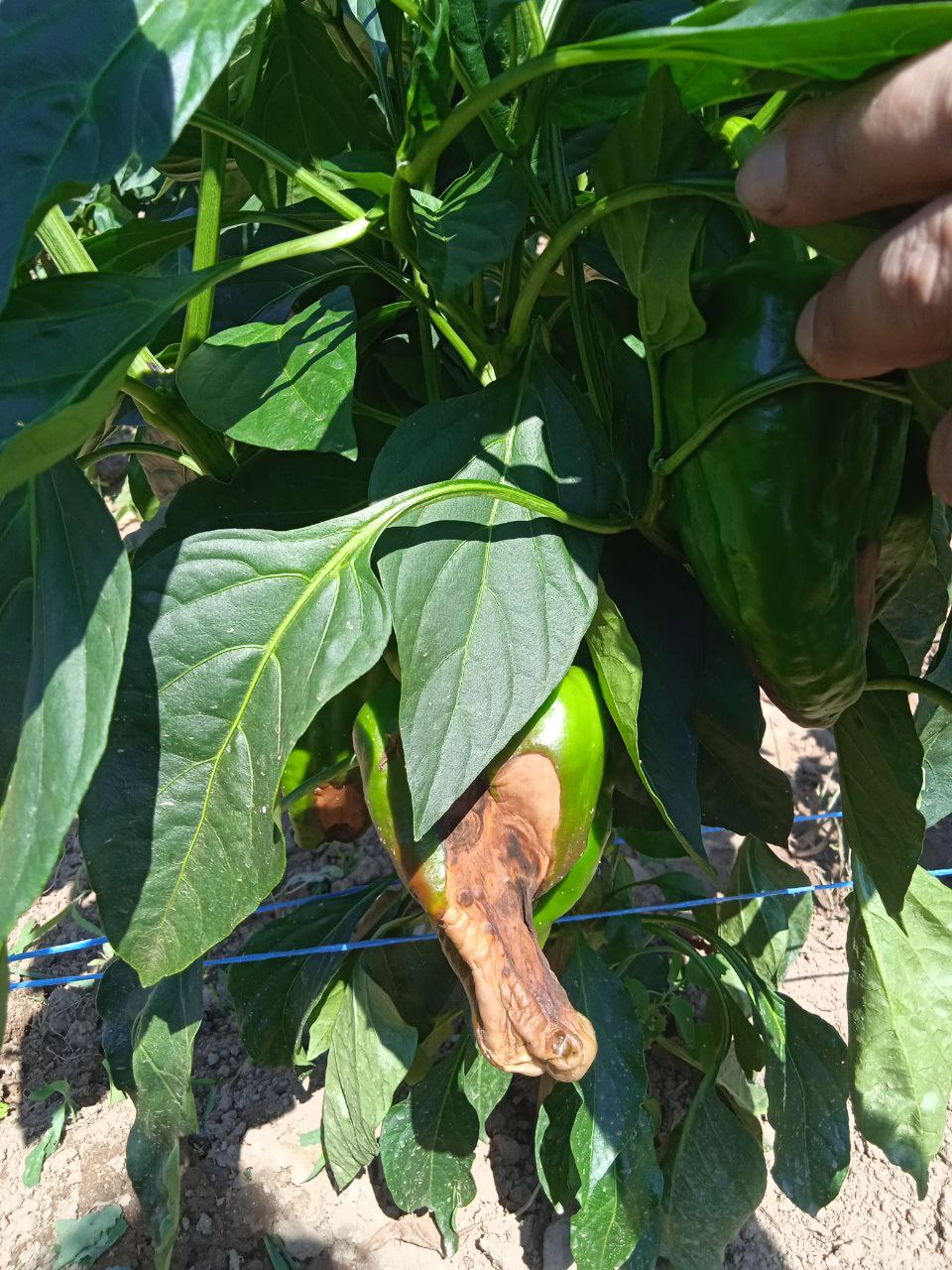 Solicitamos xuntanza ca CMR para instar a activar medidas para paliar a seca e a suba de custos nos sectores vexetais