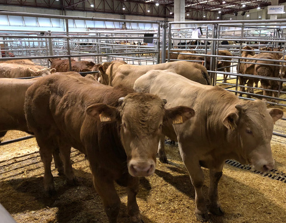 O SLG pide axudas urxentes para a carne de vacún diante da caída crónica de prezos provocada pola Covid-19