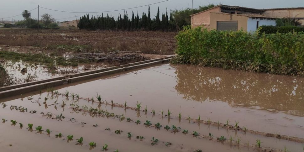 Cultivemos solidariedade