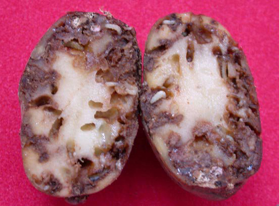 O SLG denuncia a opacidade de Medio Rural na crise da couza da pataca e a exclusión dxs labregxs da súa xestión