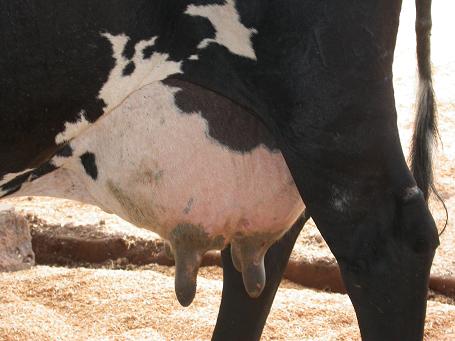 Rolda de Prensa [SLG-UUAA-XXAA-AGACA]:  valoración da situación no sector leiteiro e presentación do almanaque de mobilizacións.