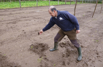 Os ataques do xabaril fan perigar a sementeira nunha explotación de horta na parroquia estradense de Berres