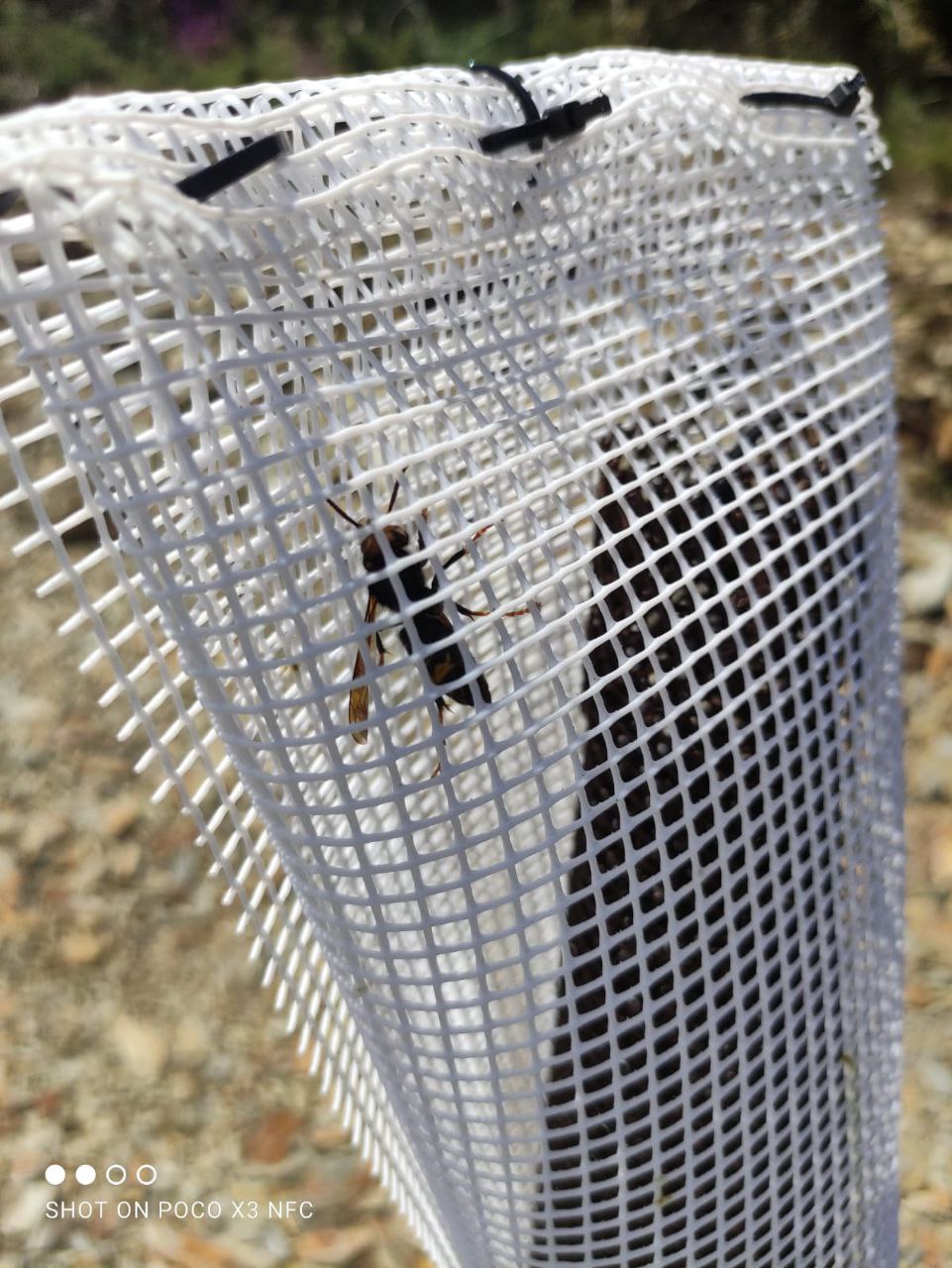 Alertamos da elevada presenza  de Vespa velutina e propoñemos unha batería de medidas á Xunta de Galicia