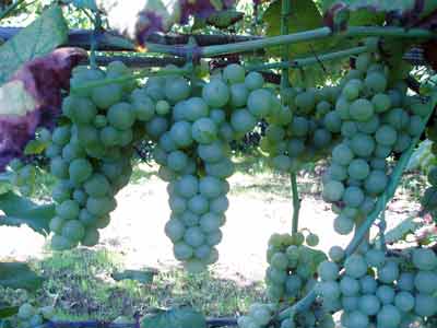 O Sector produtor de uvas non está disposto a seguir financiando á industria elaboradora.