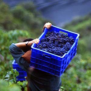 O SLG participa no Grupo Consultivo do Sector Vitivinícola da U.E. en representación da Coordenadora Europea Vía Campesina