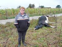 O SLG denuncia en Forcarei atrasos de máis de tres días na retirada de cadáveres animais das explotacións