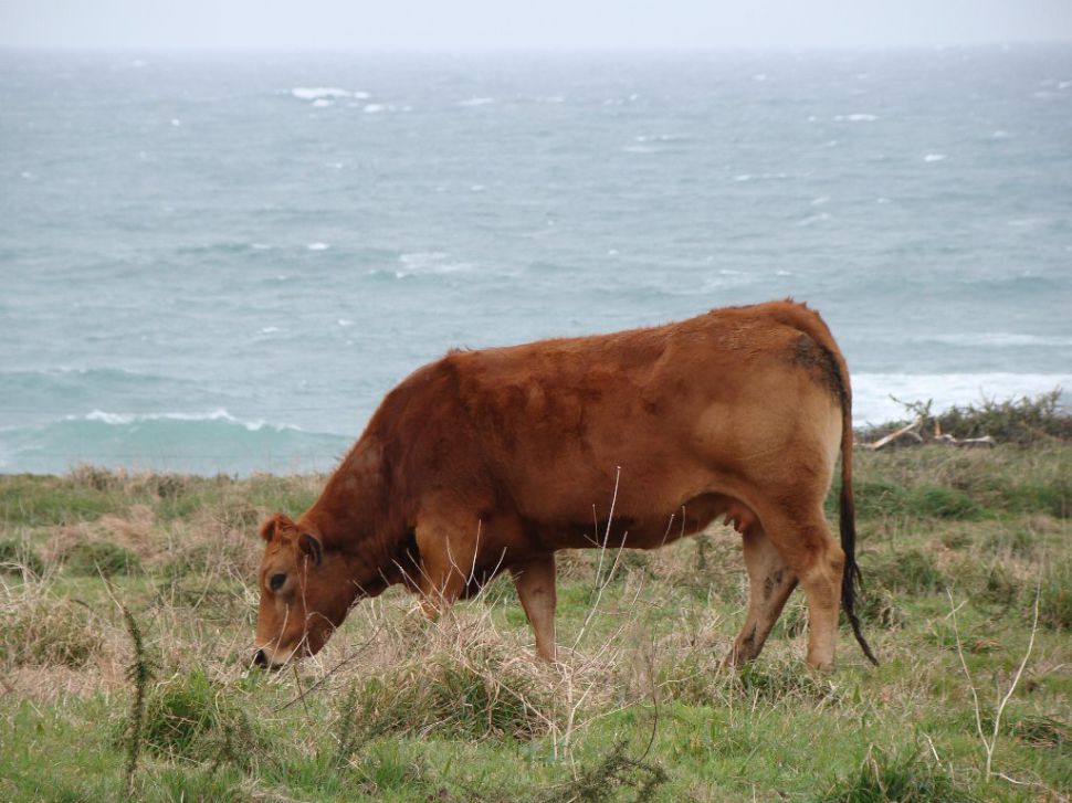Alegamos ao borrador do RD de Normas Básicas de Ordenación das Granxas Bovinas