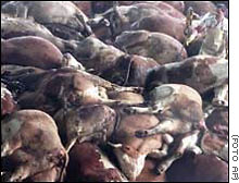 Censura do programa sobre a problemática das vacas tolas, onte na TVG