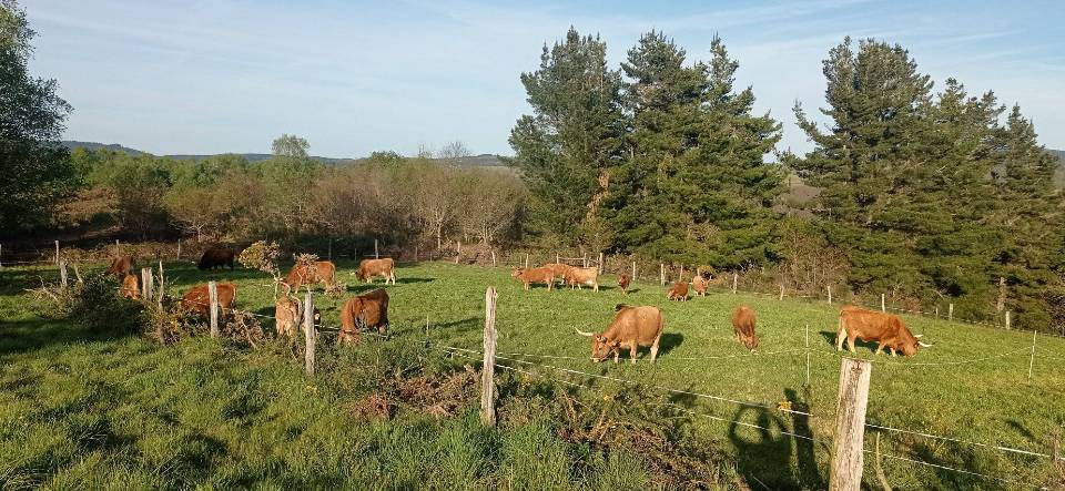 A industrialización da IXP Ternera Gallega: novo golpe mortal ás granxas de vacún galegas