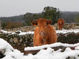 O SLG pide que a Galiza rural sexa declarada zona catastrófica en caso de que Madrid acade ese privilexio