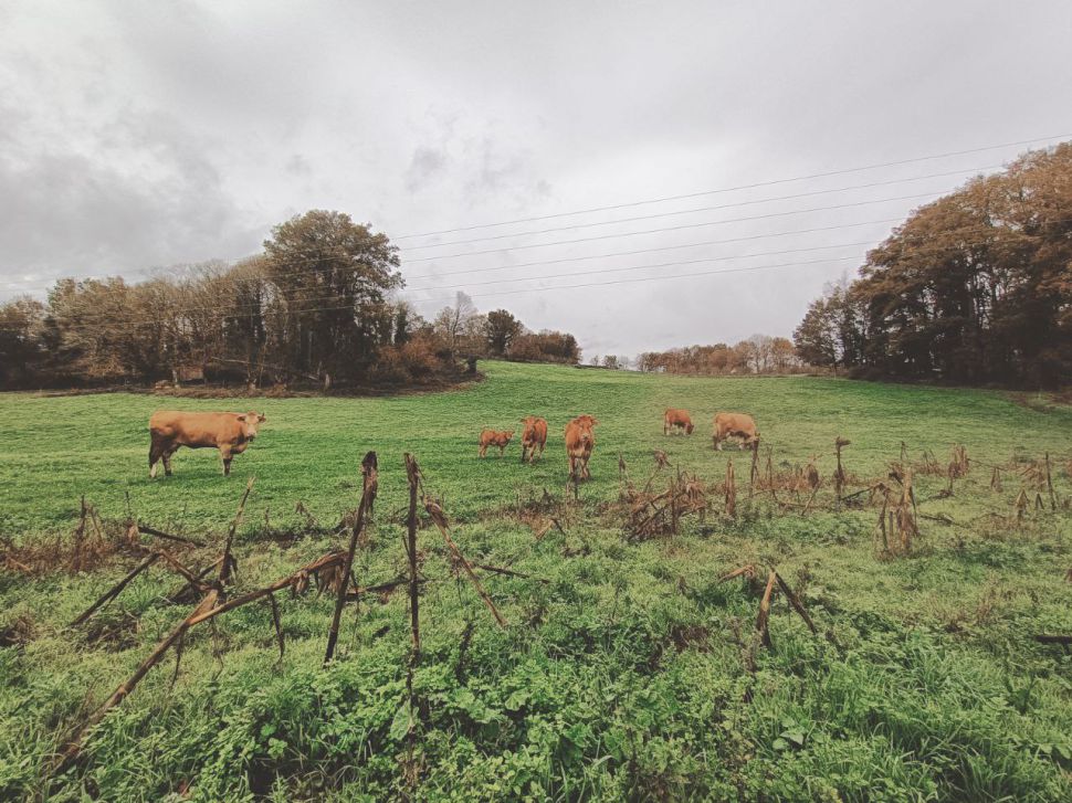 A Xunta de Galicia non só non adiantou a PAC, senón que as granxas nin sequera cobraron este mes