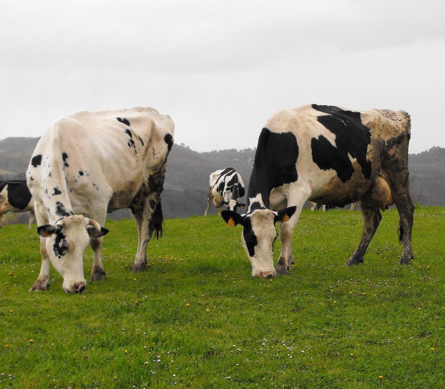 Esiximos a intervención da Administración fronte as presións das industrias lácteas para baixar prezos