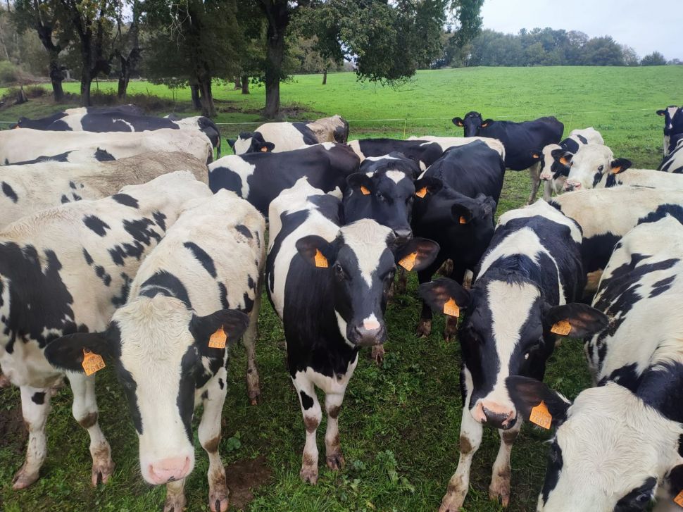 Prezos do leite á baixa: solicitamos  convocatoria da mesa e do observatorio galego do leite e esiximos ao presidente Rueda que se poña á fronte da situación