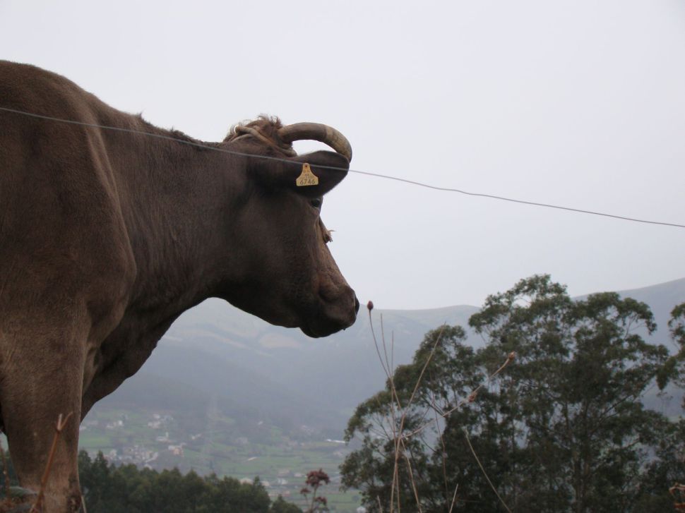 Denunciamos o despropósito de lexislar sobre o gando do medio rural como se foran animais das cidades